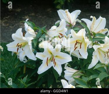 Lilium - `Impressive' (Asiatic Hybrid)   BUL045034 Stock Photo
